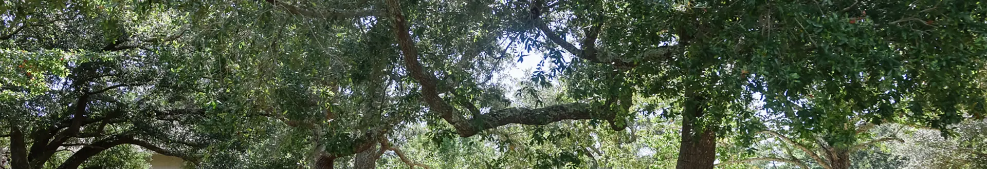 oak trees